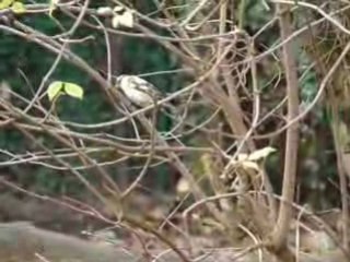 pinson des arbres blanc