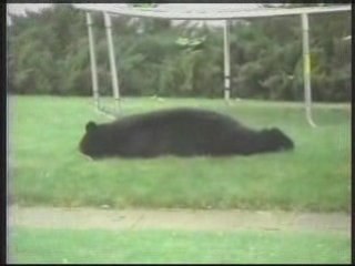 Bear falls out of tree