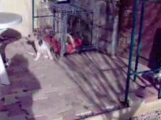 Décembre 2008 chien 028