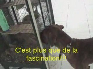 Django, Boxer bringé