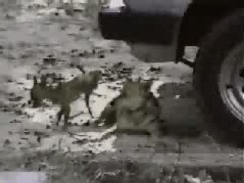 Dog_piss