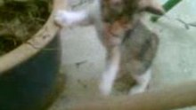 Kitty wrestling