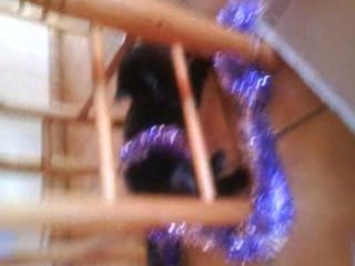 Mon chat en mode Noel ...
