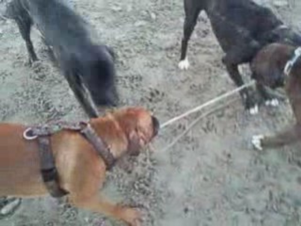 Ballade des chiens a la plage dec 08