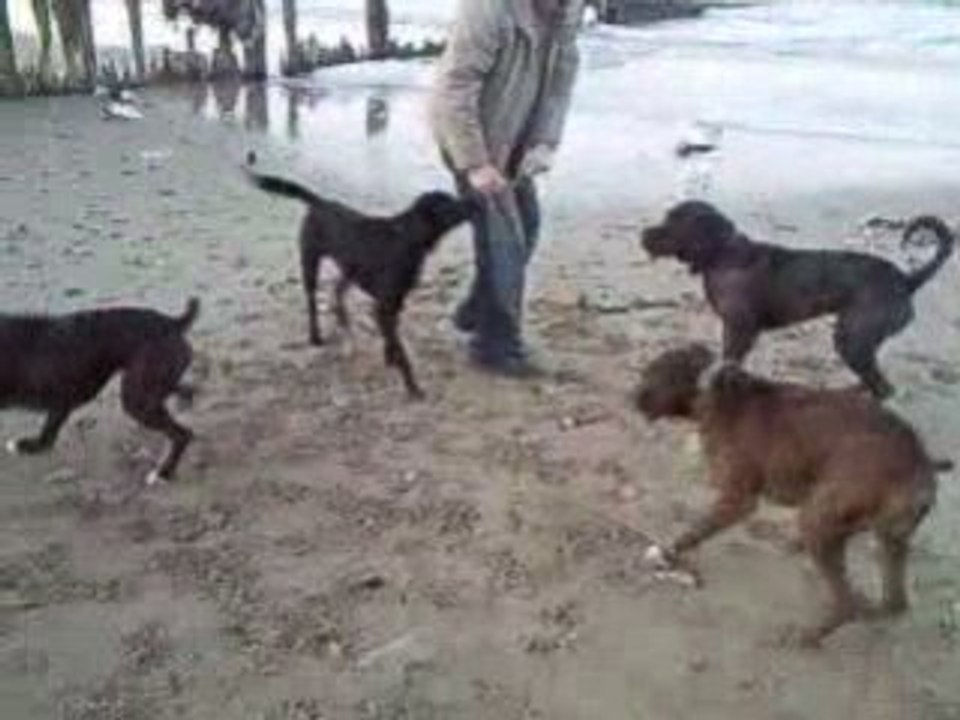 Ballade a la plage d chien dec 08