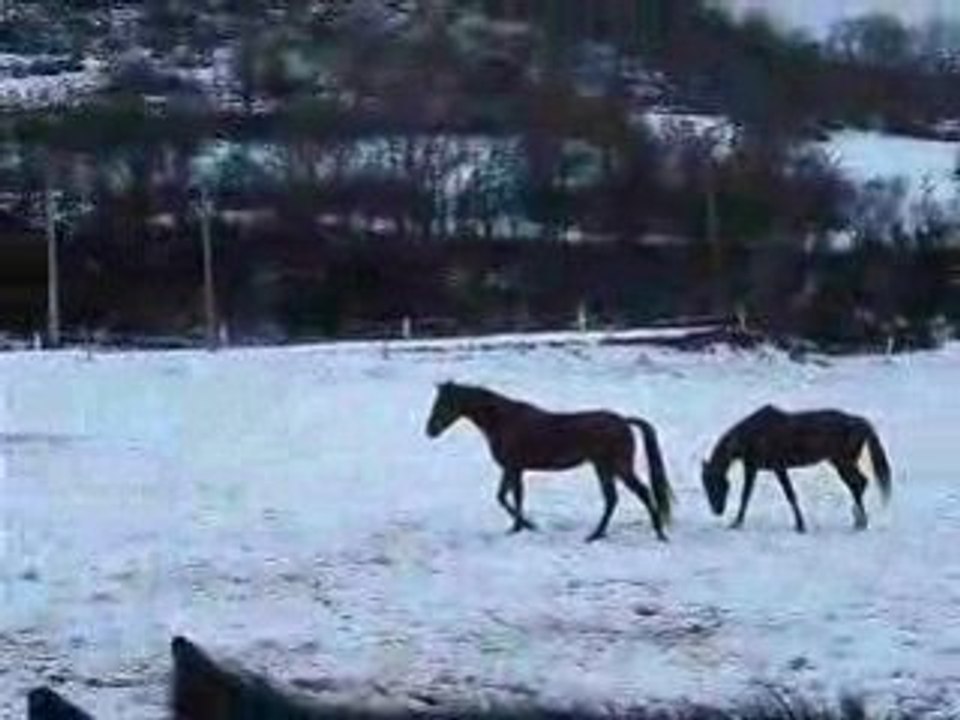 Djoly joue avec Ruby