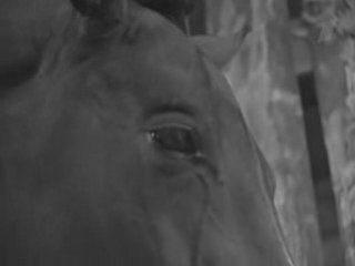 Deinonychus - Reasons To Open Your Eyelids...