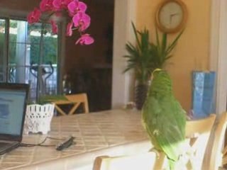 Cosmo The Parrot Sings 'Low' Of Flo Rida