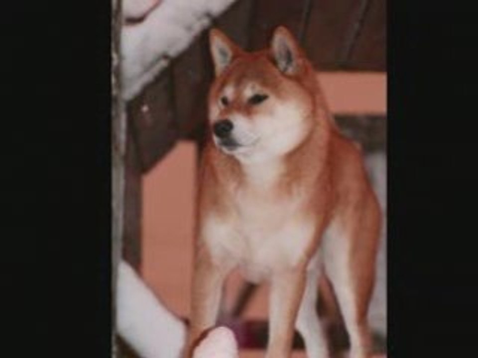 Shiba'snow