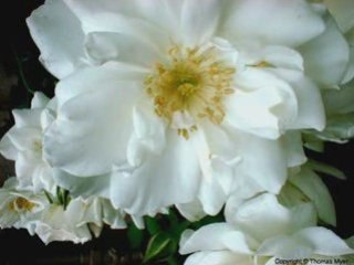 Stefan Hrusca - Florile dalbe -White flowers Christmas Carol