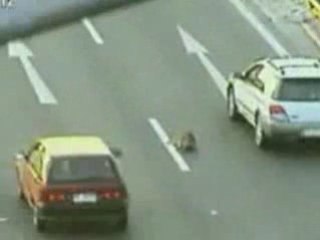 Un chien sauve un chien accidenté de la route