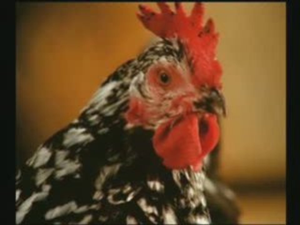 LES_POULES_V2