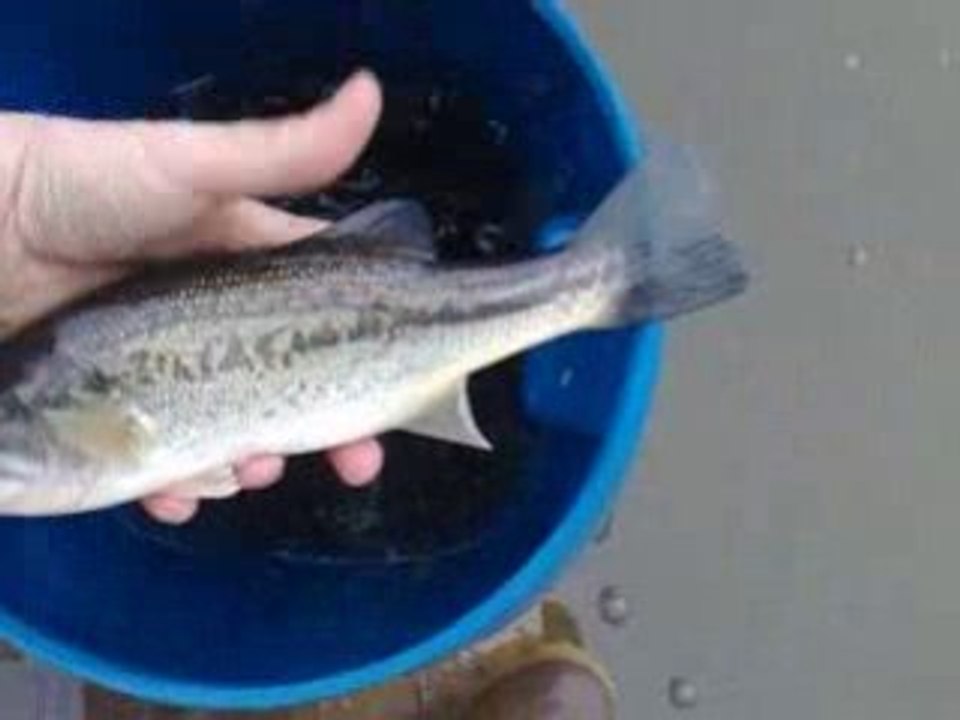 BLACK BASS ALVINAGE TOTO