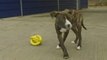More dogs dumped as credit crunch bites