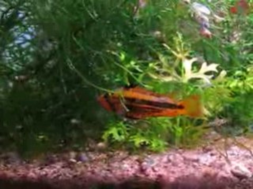 Alevins Apisto cacatuoides super-red