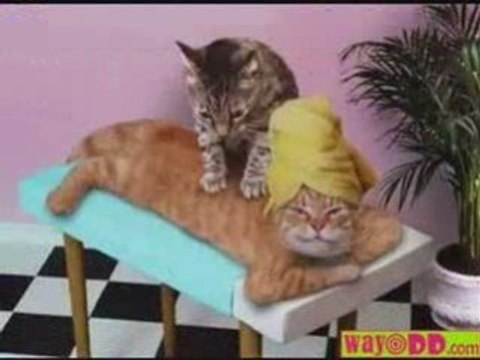 MEILLEUR GAG 2008/09 VIDEO HUMOUR