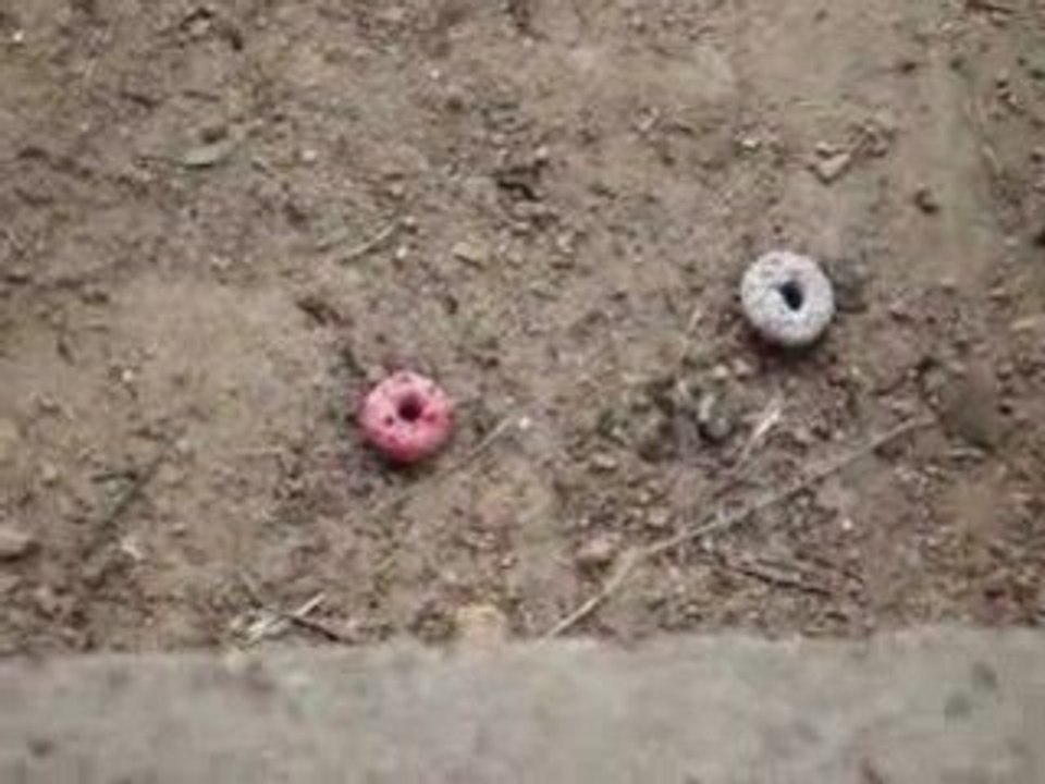 céréales et fourmies