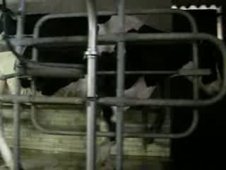 Les vaches sortent de la salle de traite