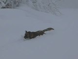 Kapy le chien, qui court dans la neige