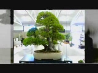 How To Grow Bonsai - 5 Secret Bonsai Master Tips
