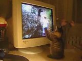 Chaton mignon tape sur des chats virtuels