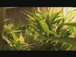 Culture indoor hydro en timelapse