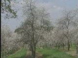 Tart Cherry Blossoms on the Trees - Very Relaxing Video ...