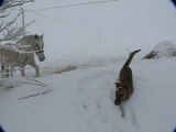 Kapy le chien qui prend peur du cheval dans la neige