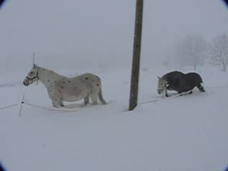 Les chevaux dans la neige