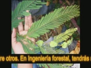 ING FOREST MUSICAL INFO