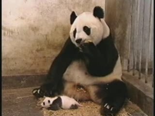 Pandi panda