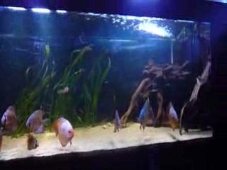 Bac discus
