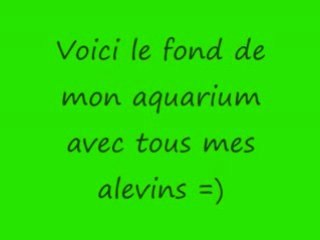 Mes alevins