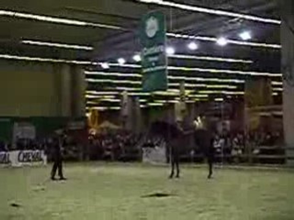 Presentation lipizzan au salon du cheval (2008)