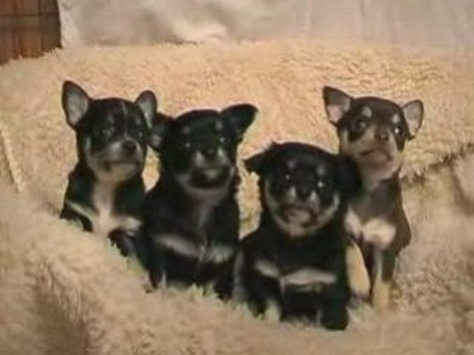 Neugierige Chihuahuas.