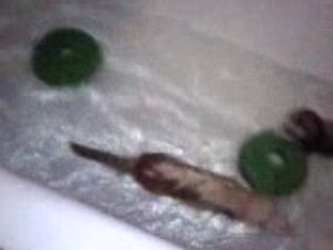 Bain de mon Furet et sa soeur !