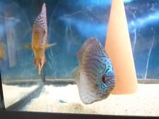 Ponte discus