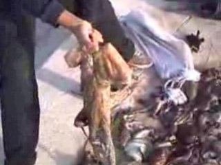 La chasse sous marine a agadir 6
