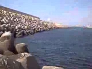 La chasse sous marine a agadir4