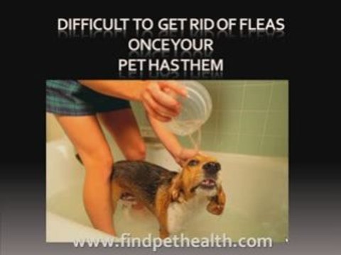 How to get rid of fleas on your pet and house
