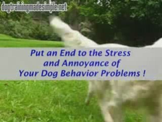 Whip Your Bad Dog Into Submission -Kingdom of Pets kingdomof