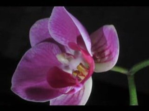 Find out the elation of growing orchids