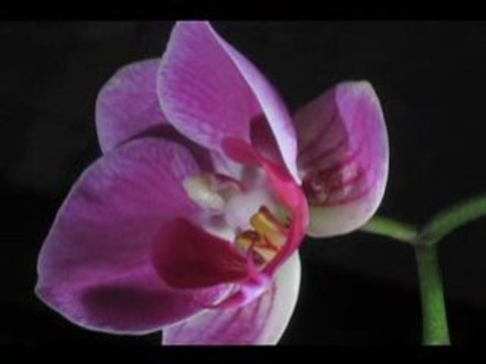 Find out the elation of growing orchids