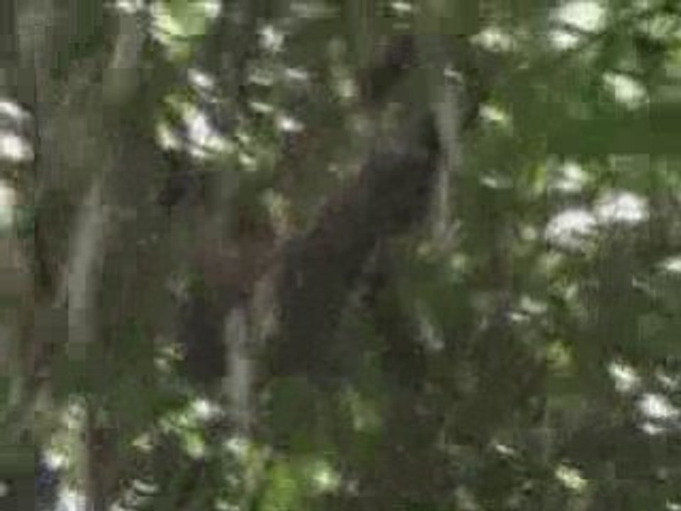 Singes dans l'amazonie peruvienne