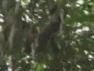 Singes dans l'amazonie peruvienne