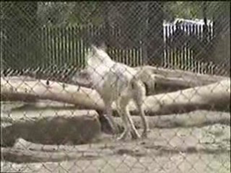 Zoo de vincennes en 1998