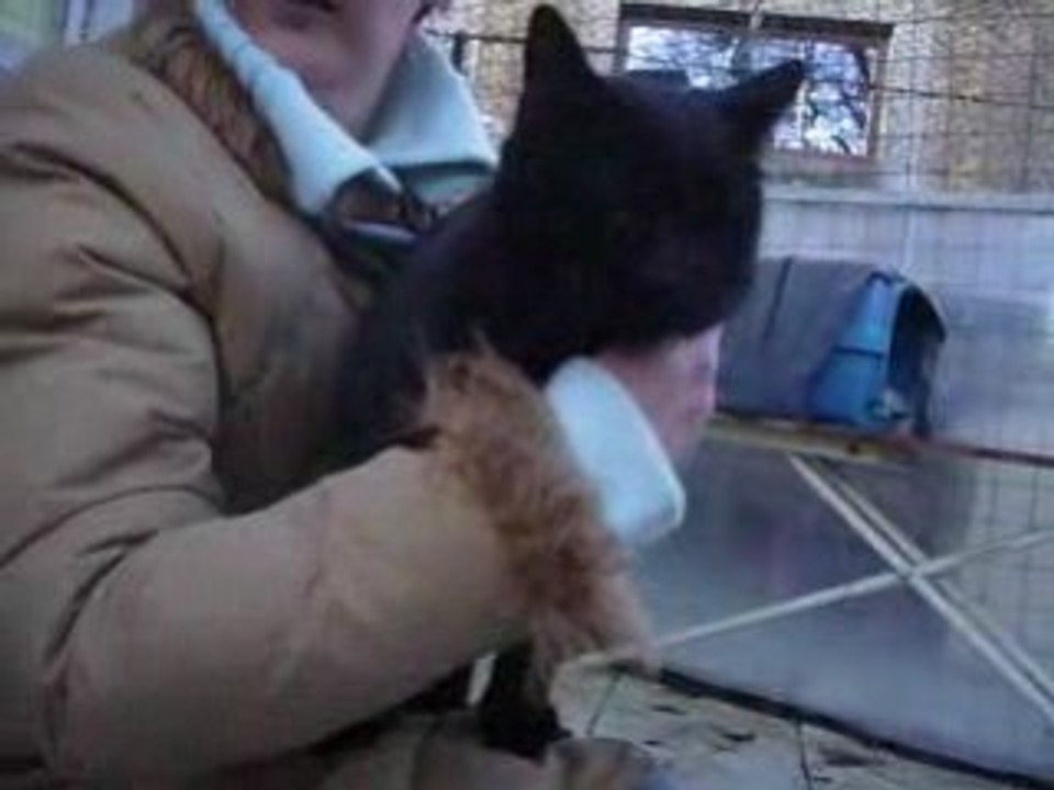 Cicam chat noir