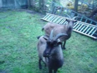 Les biquettes font leur show