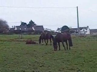 le bonheur est dans le pré =)