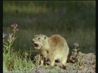ANIMAUX FANS DE CHANTEURS
